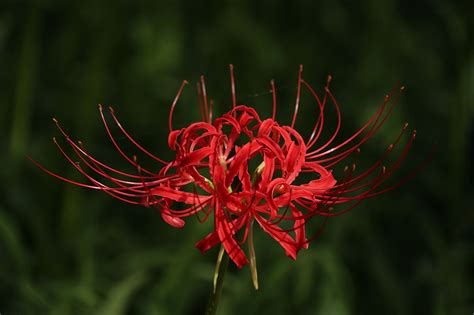 彼岸花 地獄花|彼岸花の花言葉（誕生花、英語、季節） 